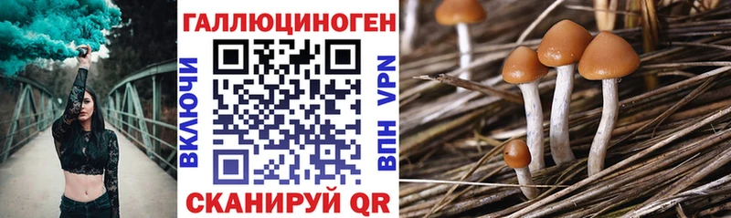 Купить где  Нефтеюганск  Псилоцибиновые грибы Psilocybine cubensis 